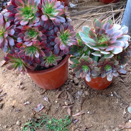 无花朵365组合2棵无售后