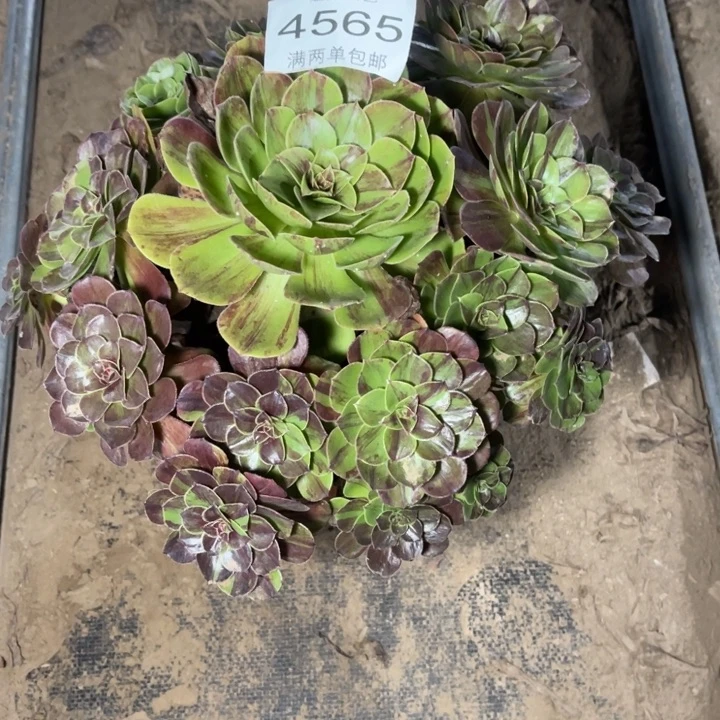 4565花月夜的人多肉的