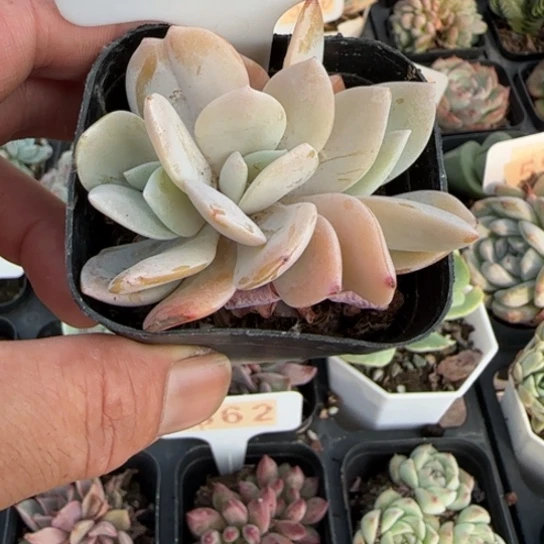 565奶茶一物一拍多肉