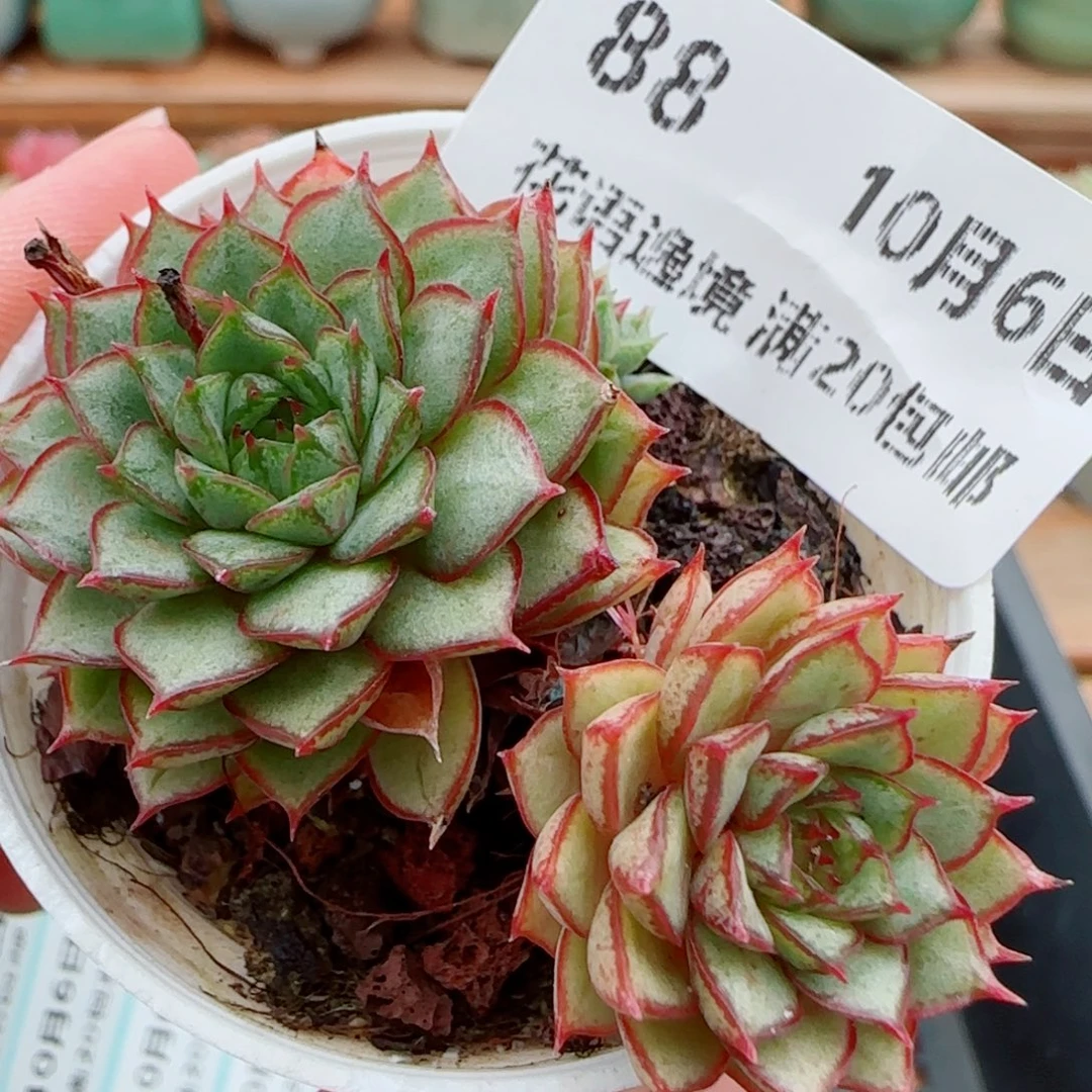 花语逸镜1006-88日轮
