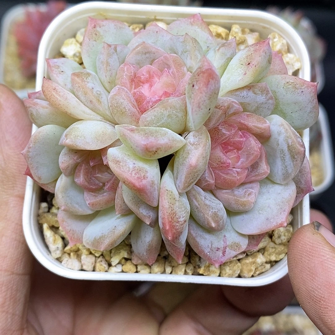 梦幻泡影30包邮非偏远