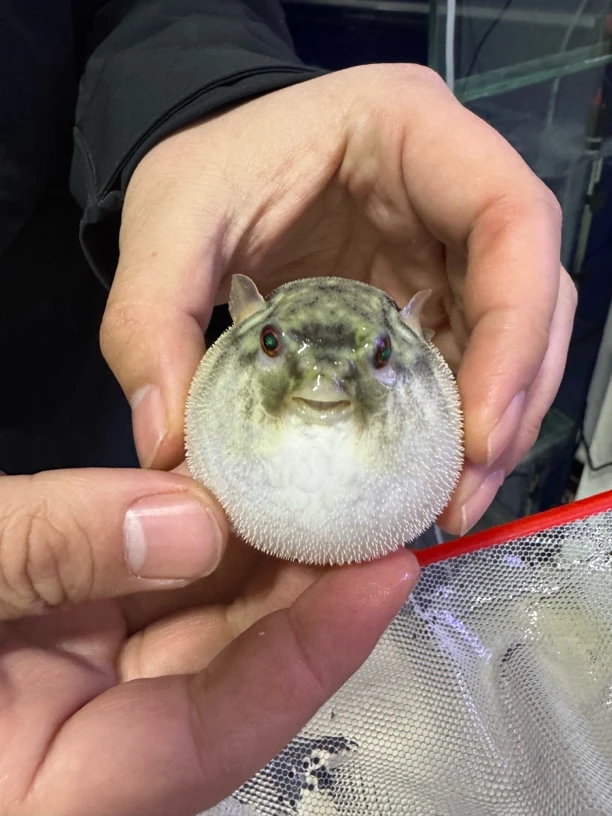 斑马狗头鱼淡水河豚热带鱼凶猛观赏鱼9-10公分(包邮)