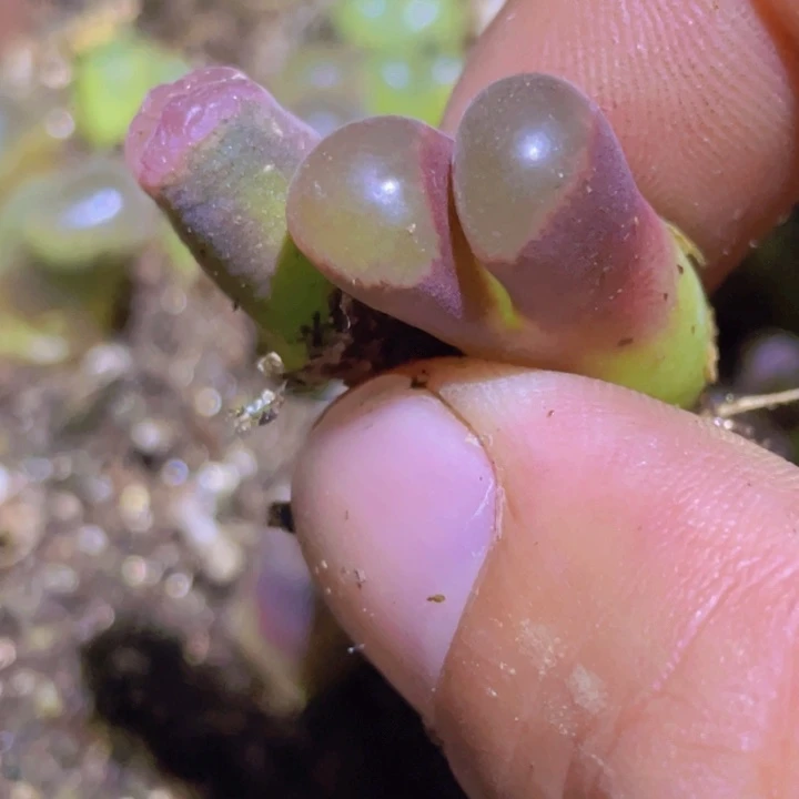 5888888995996989688889