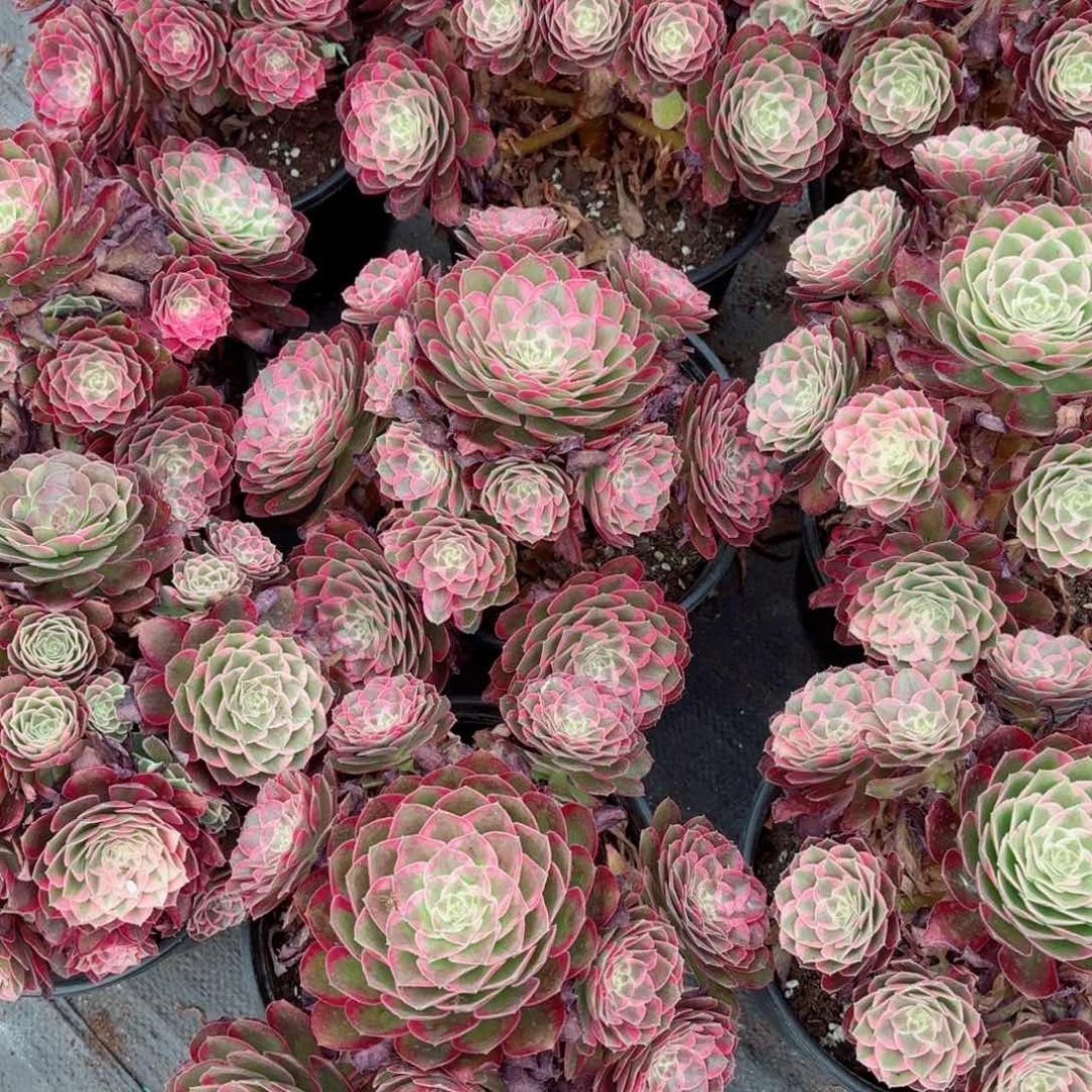 220孔雀翎捧花多肉法师量拍一颗