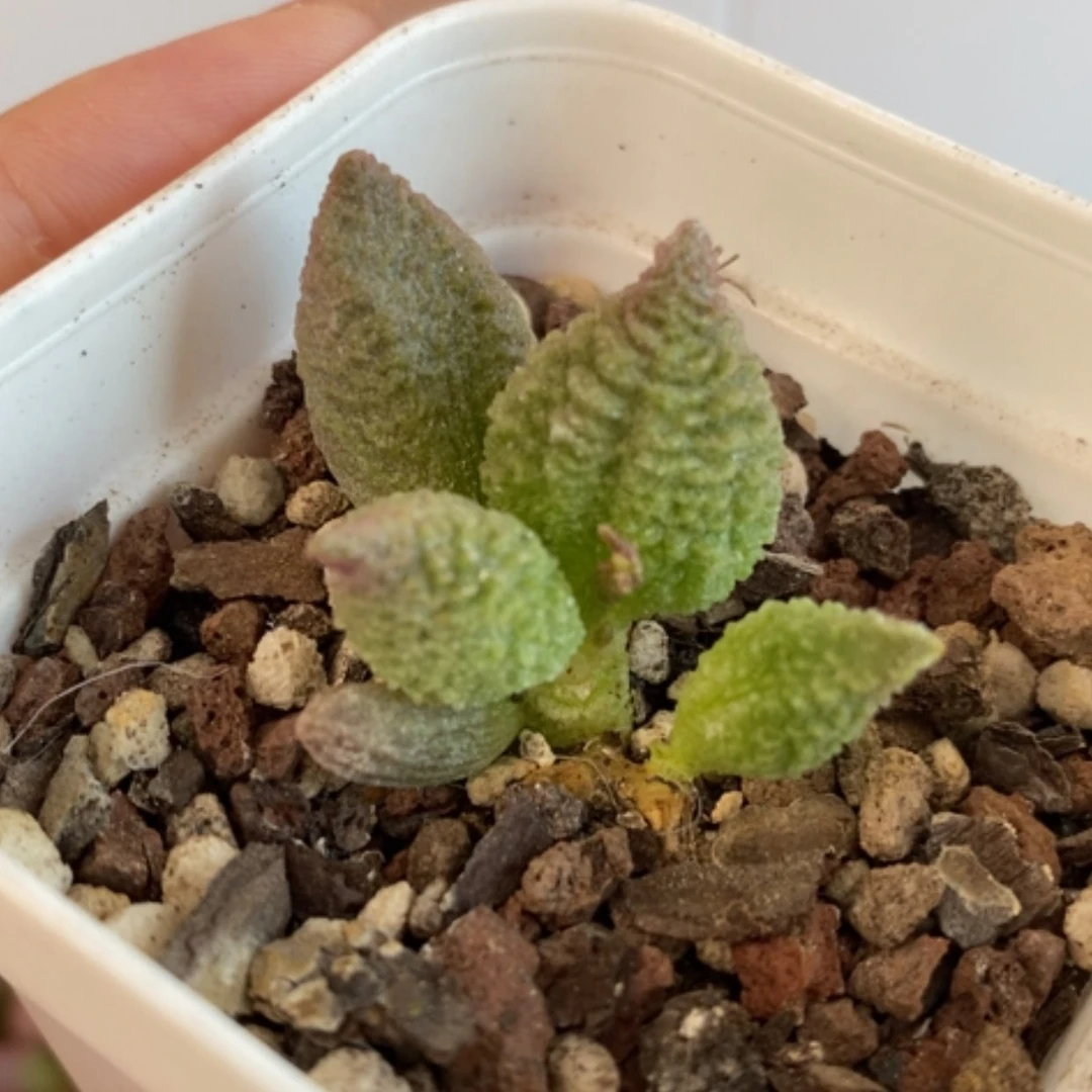 【闪购商品】无花朵小流砂