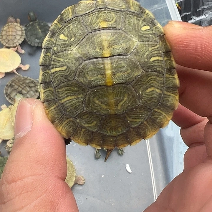 绿毛龟母青花1111