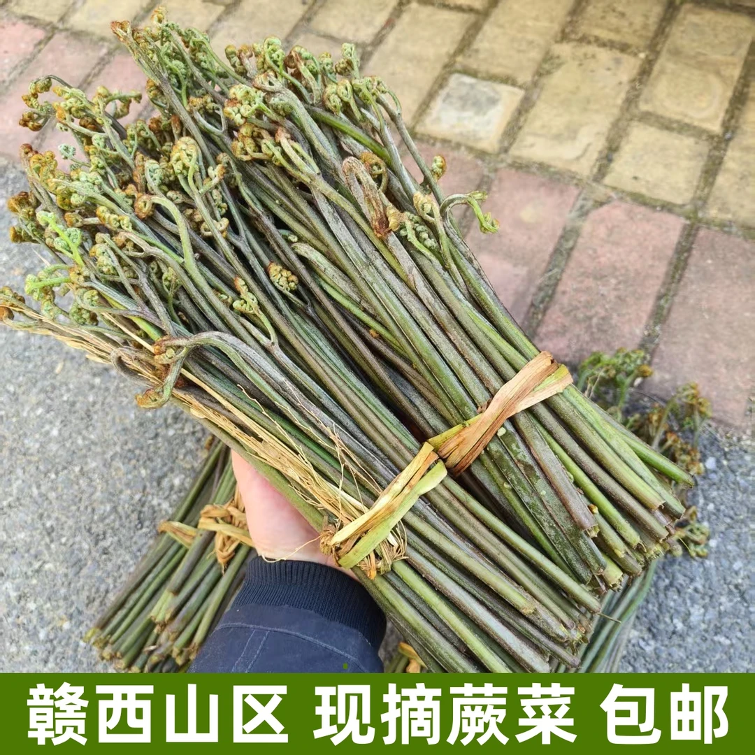 新鲜蕨菜赣西山区现摘蕨菜山蕨菜鲜蕨菜应季时令蔬菜包邮