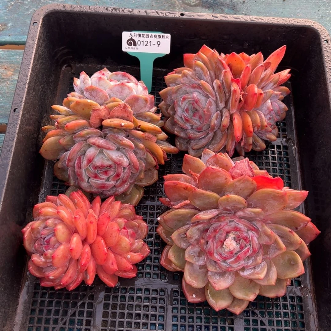 从前慢多肉精选编号0121.9