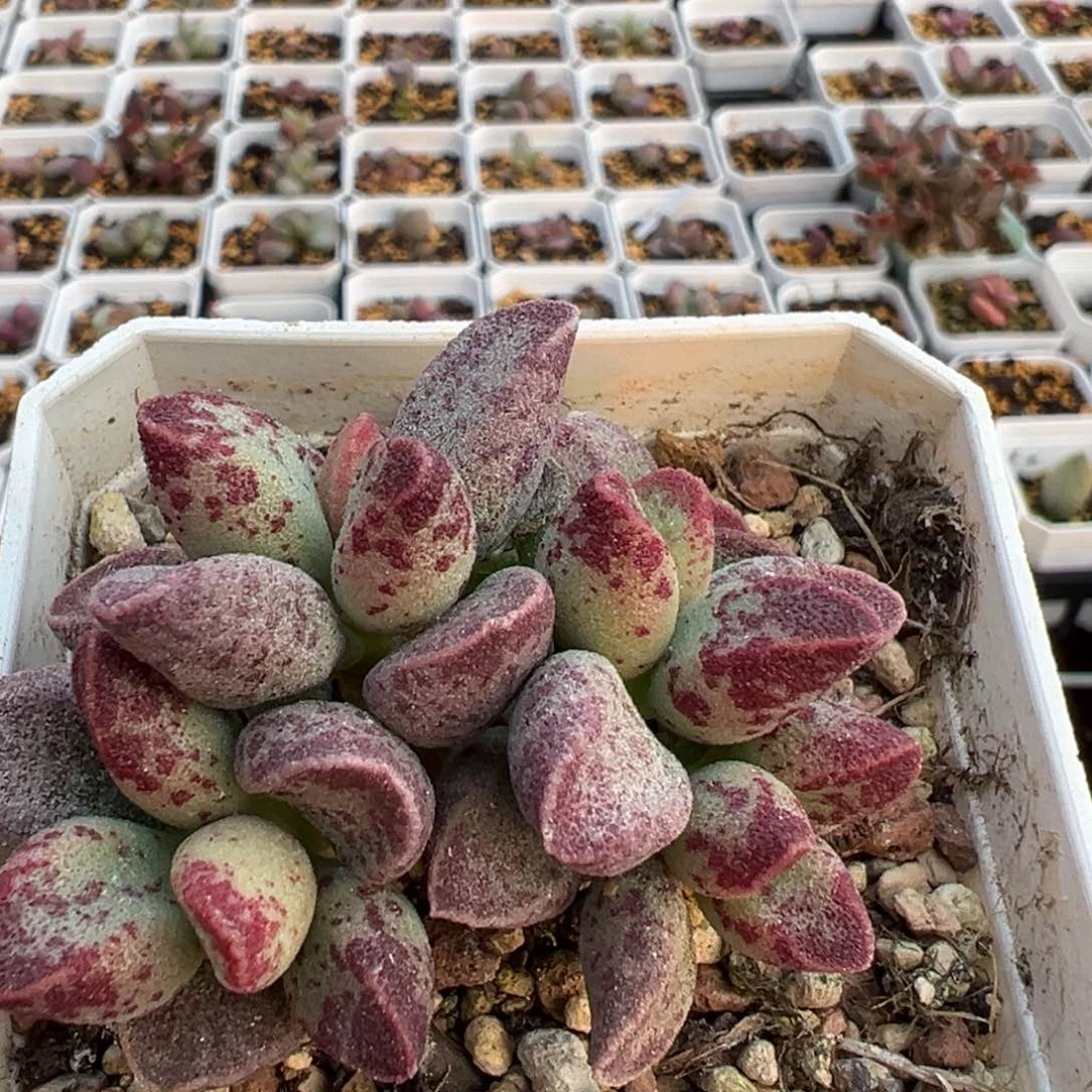 欢****3艾薇多肉植物水泡