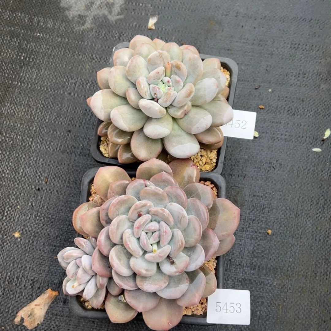 吃****?5452 5453肉肉肉肉肉肉肉肉