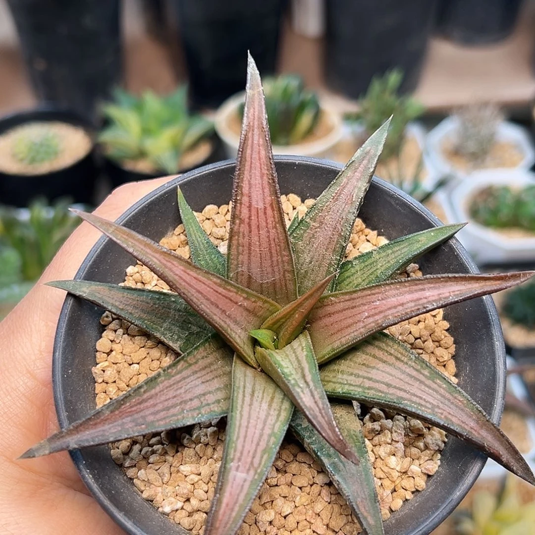 彩虹稀有硬叶母本一颗10.5cm，脱土发货