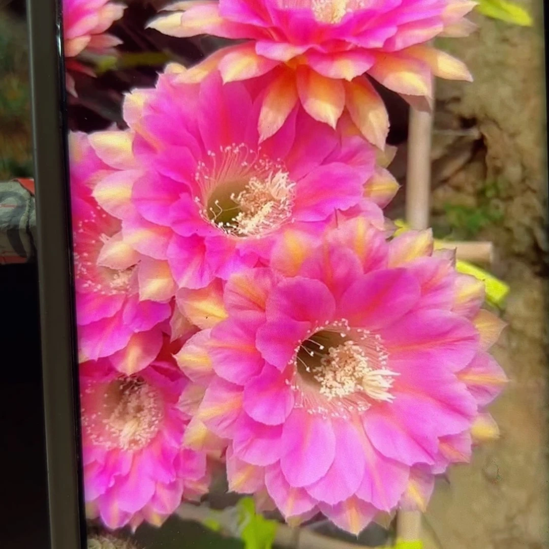 下39彩草54歪歪侧芽4公分左右20包邮