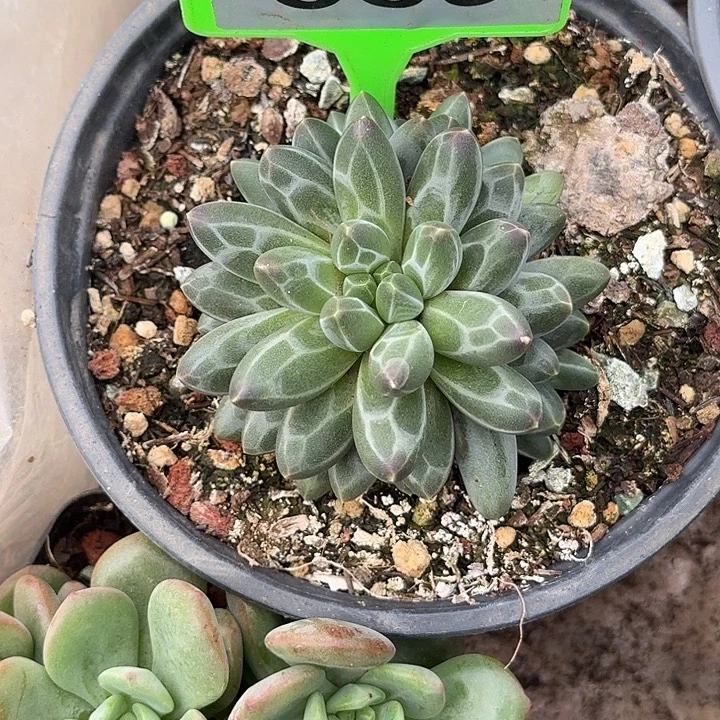 多肉植物申公豹群560
