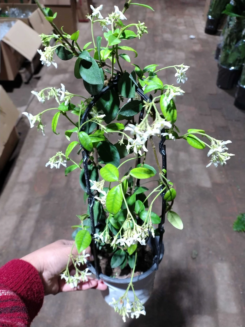 风车茉莉盆栽带花架发货四季开花浓香适合室内外养殖花卉