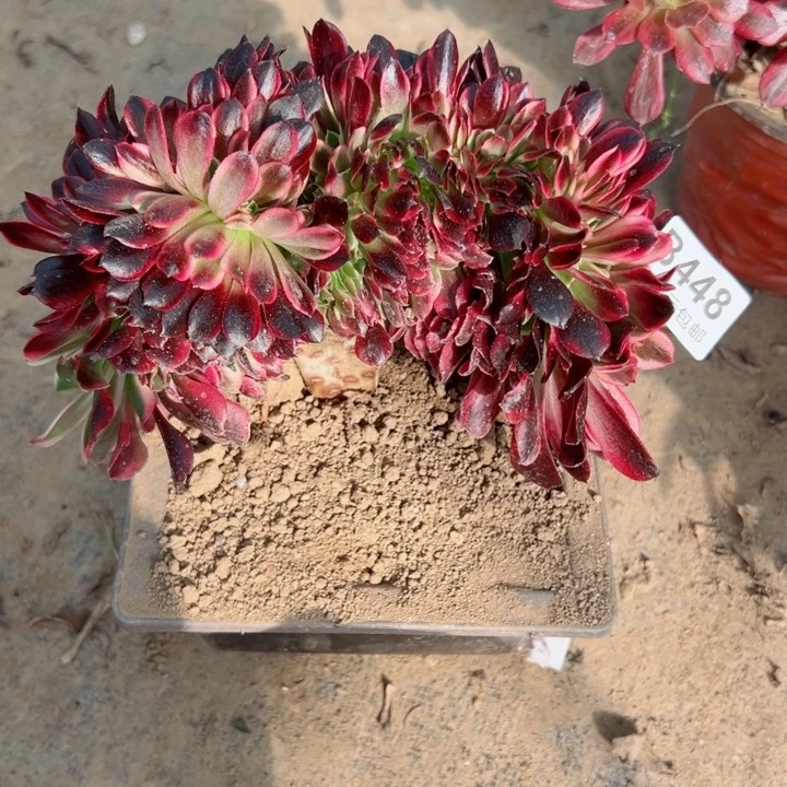 448美杜莎缀多肉