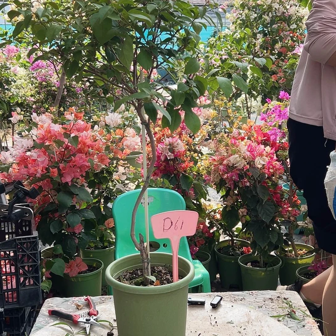 那***࿐大部分花苞少量开放金发女郎d61