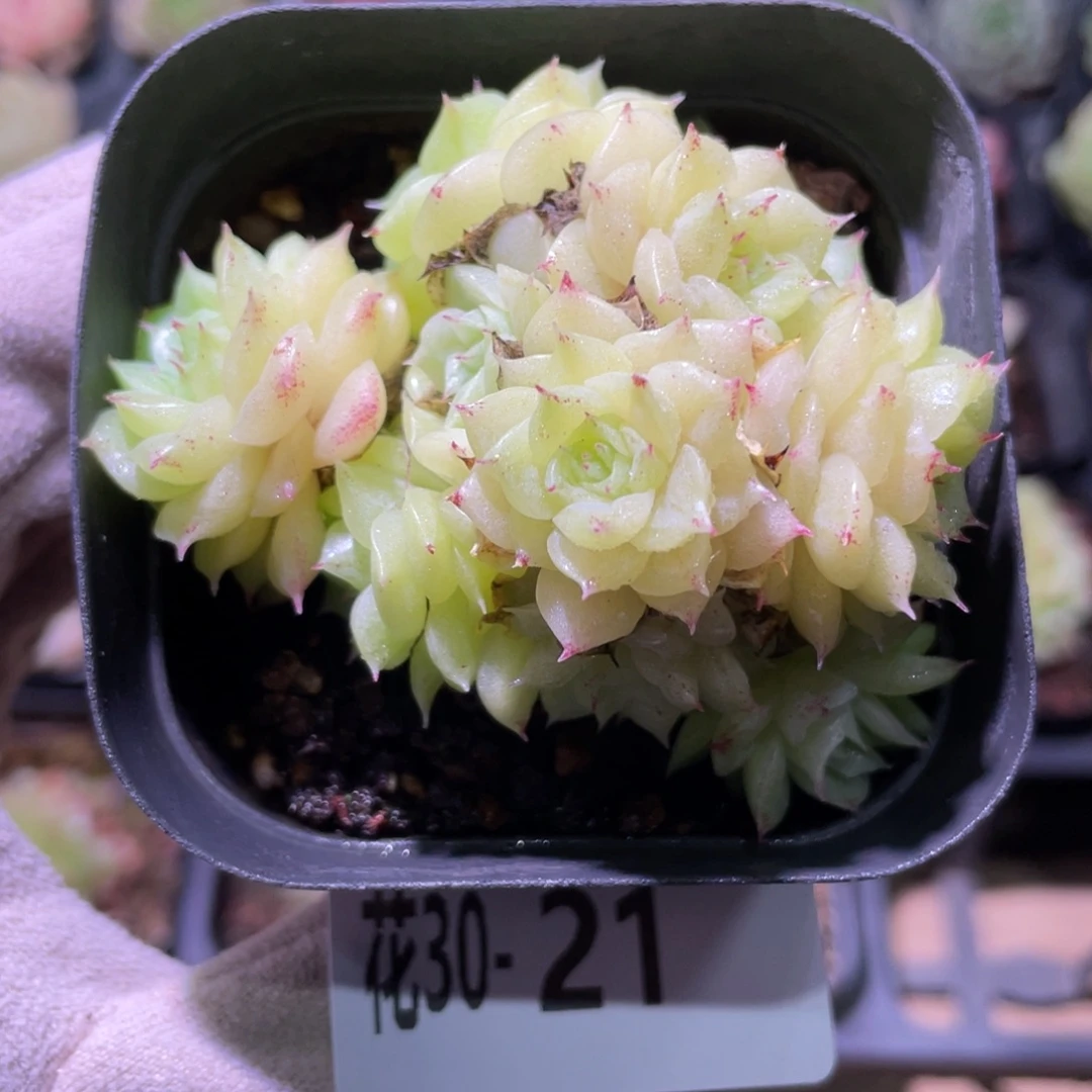 花利美30-21麦秆群