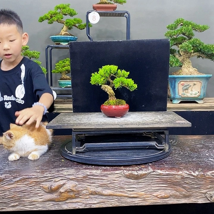 无花朵黄杨盆景四季常青