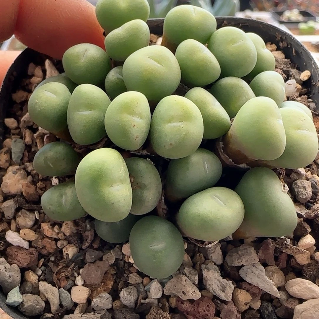 明**阳28包邮脱土发货27052