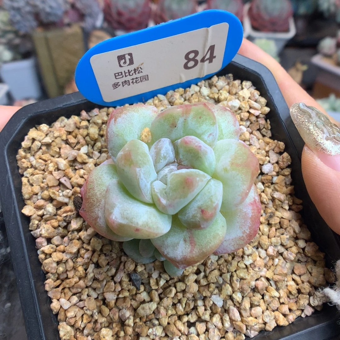 84冰玉石化双头多肉植物