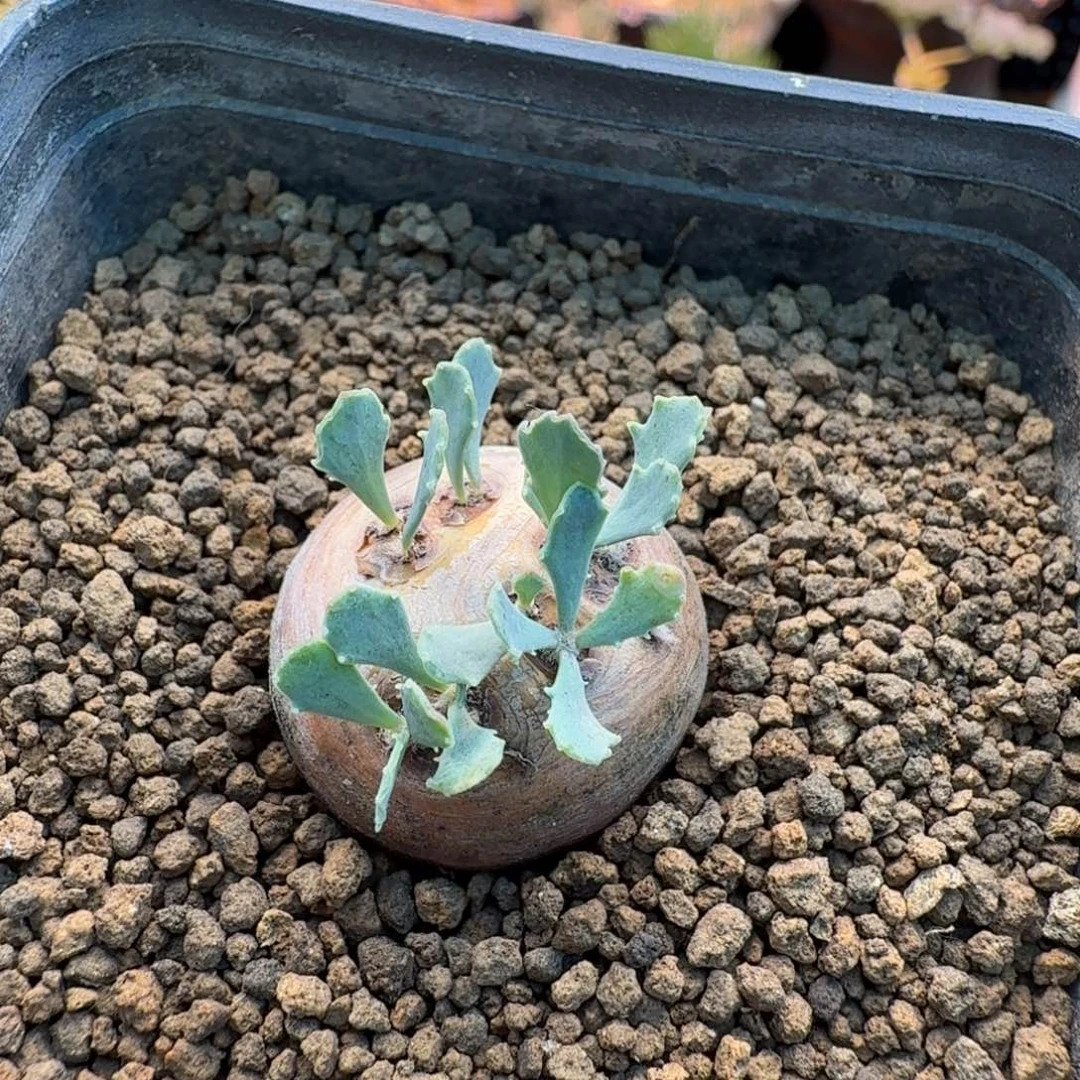 杨****格加厚墩菊673(产地)