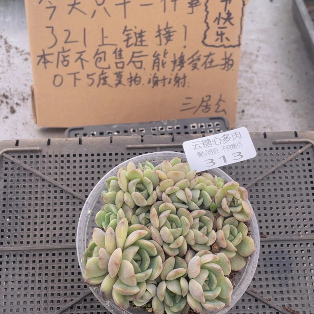 云糖心多肉植物313