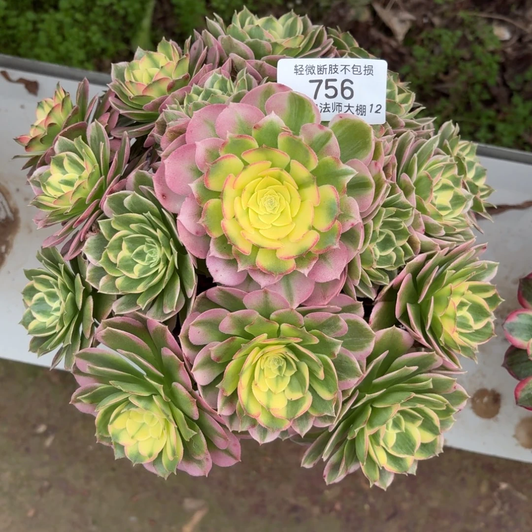 756海王多肉植物法师