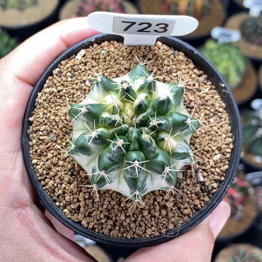 米哈肋骨仙人球31