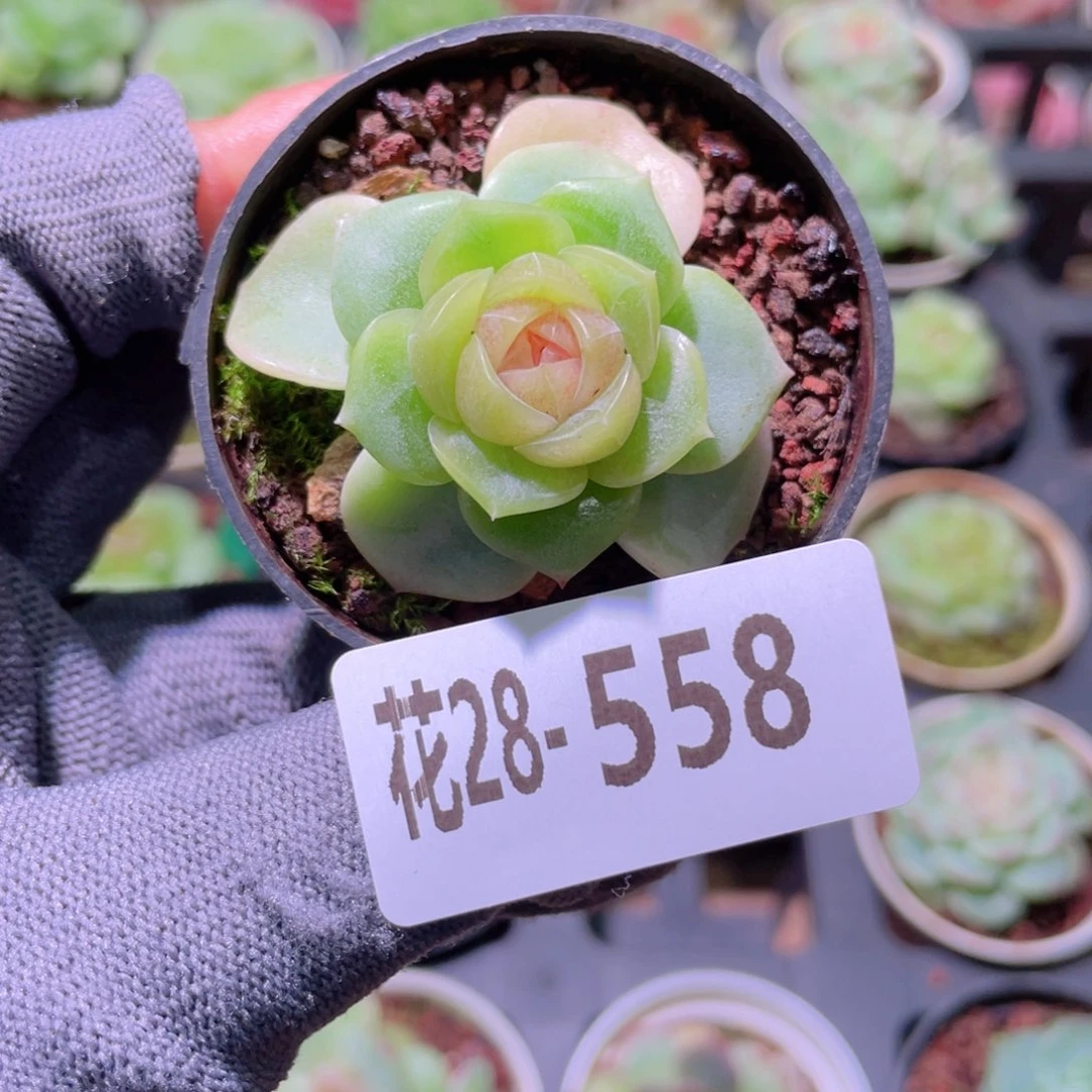 花利美28-558新品珍妮