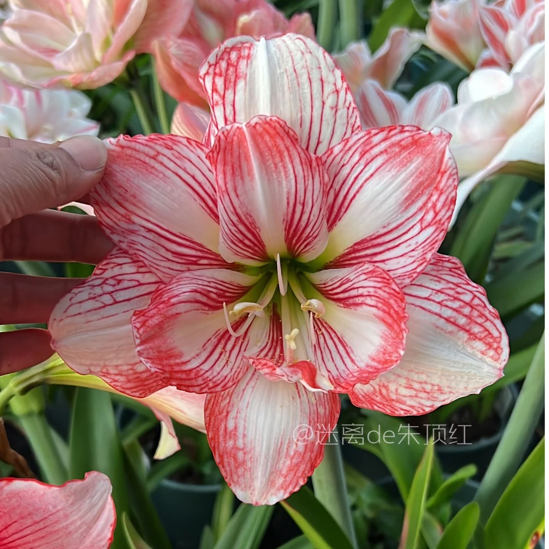 【545】朱顶红种球 大花重瓣