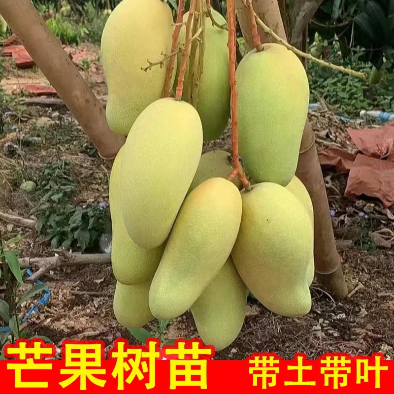 大果金煌芒果树苗带土带叶嫁接苗贵妃台农凯特芒果苗盆栽南方种植
