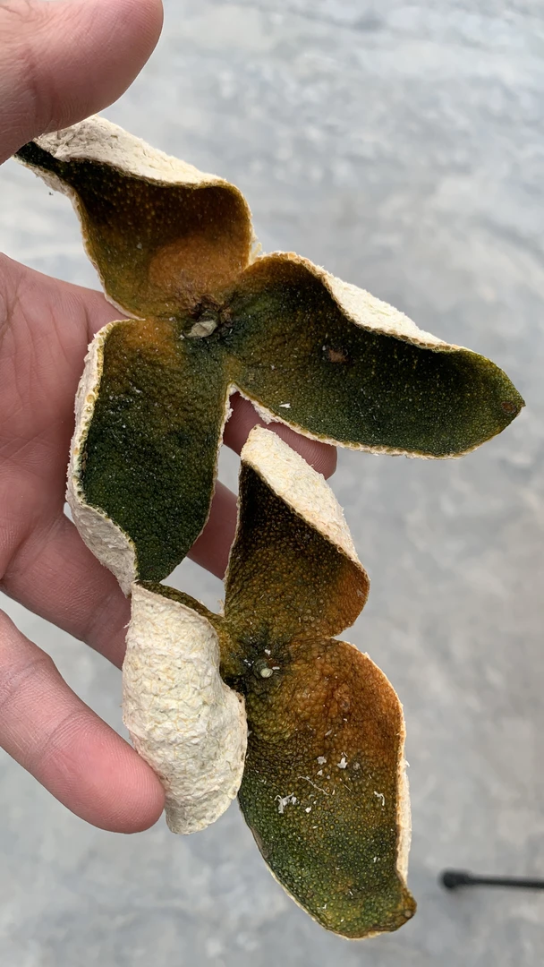 【新会陈皮】2025年天马圈枝头采二红 （自家果园10年老树）当季采摘