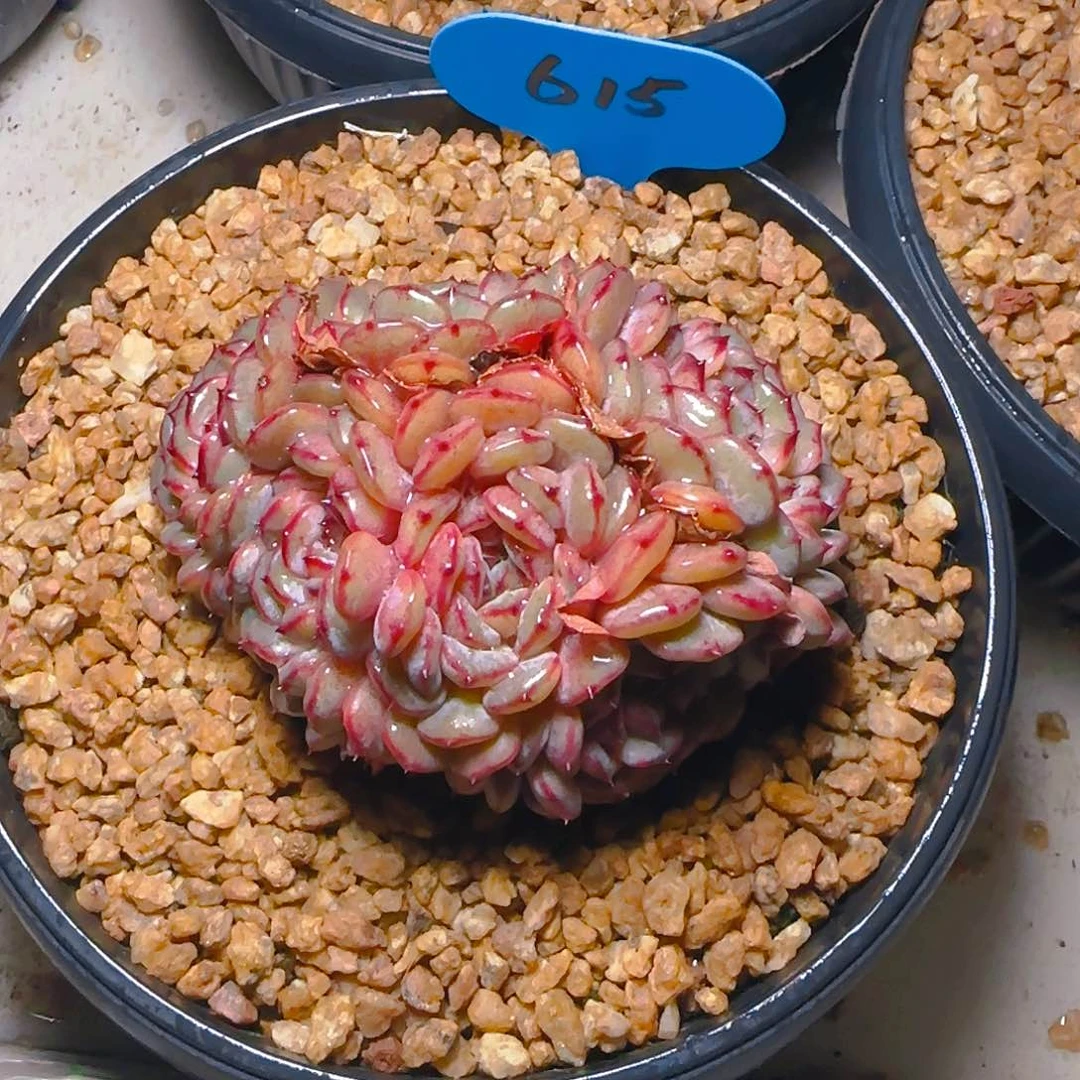 ~**~白胖子群615号一物一拍