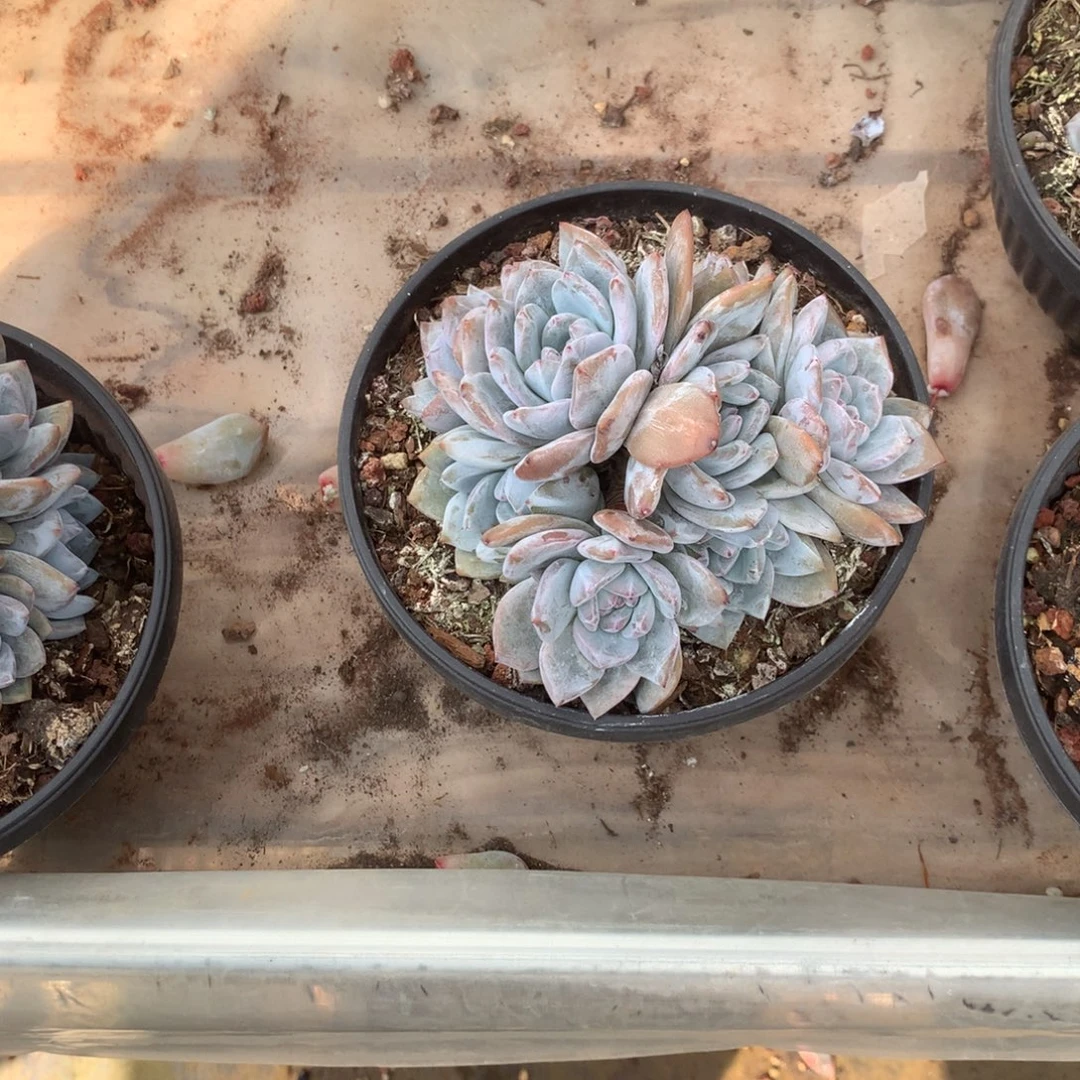 无花朵可辛可花花花花花花花花