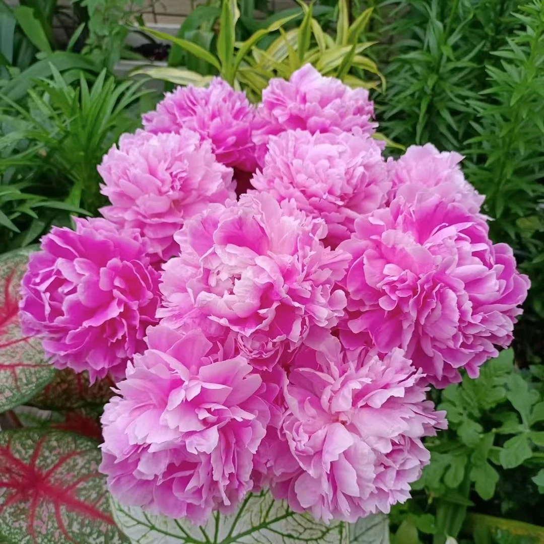 【盛世芍韵|特价荔枝芍药】雍容华贵，山东菏泽基地直发，顺丰包邮