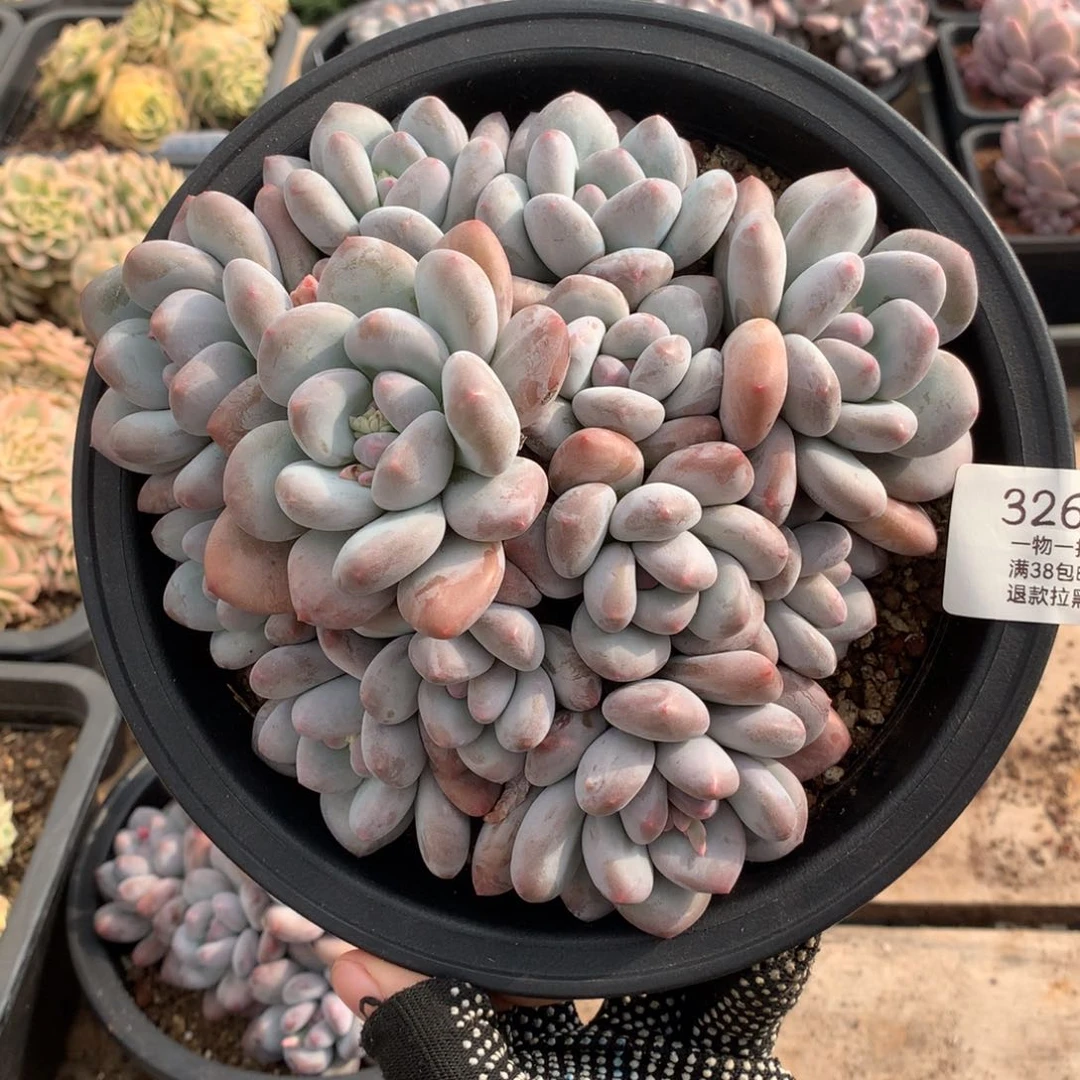 18厘米12头香水多肉3267