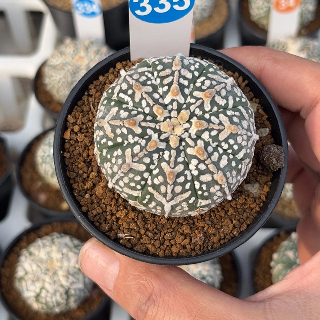 335实生连线V字兜带盆带土