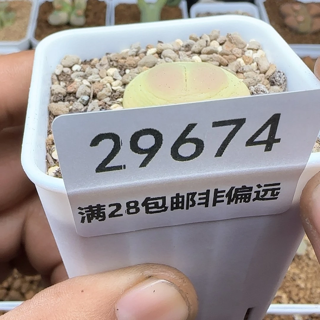 发****在脱土28包邮29674