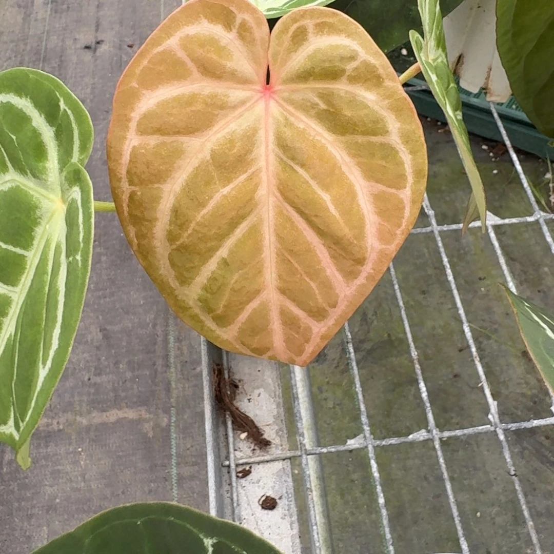 不开花植物红水晶杂银色面纱