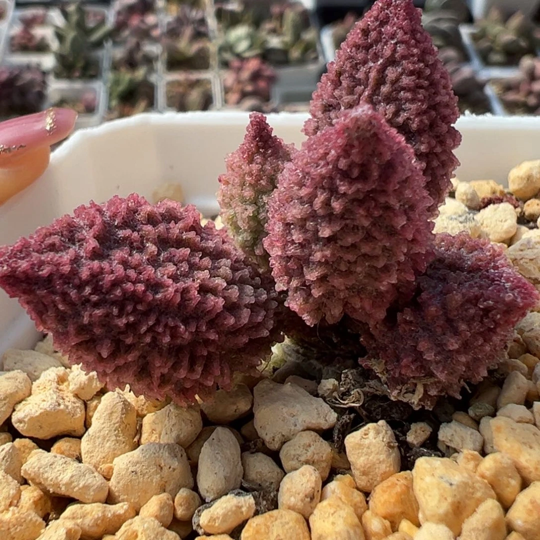 全身倒刺多肉植物水泡实生新品