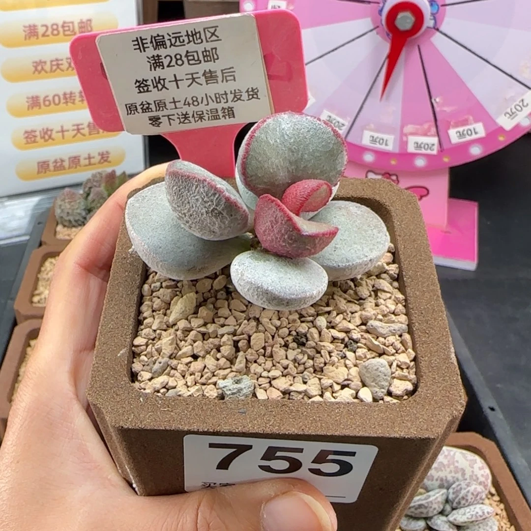 755白月光多肉植物