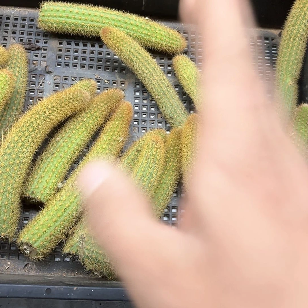 金妞11 号4颗侧牙20包邮仙人球7