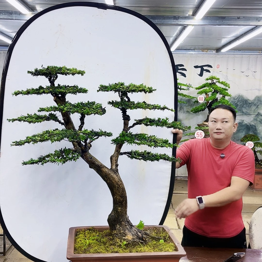 无花朵罗汉松盆景专场直播