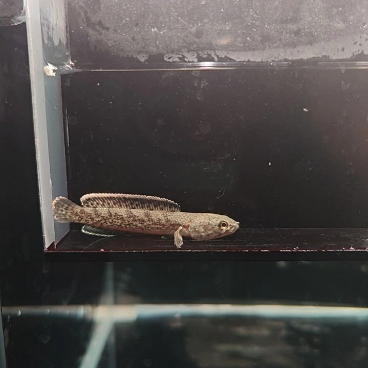 海水鱼钴蓝雷龙鱼塘局部解剖学