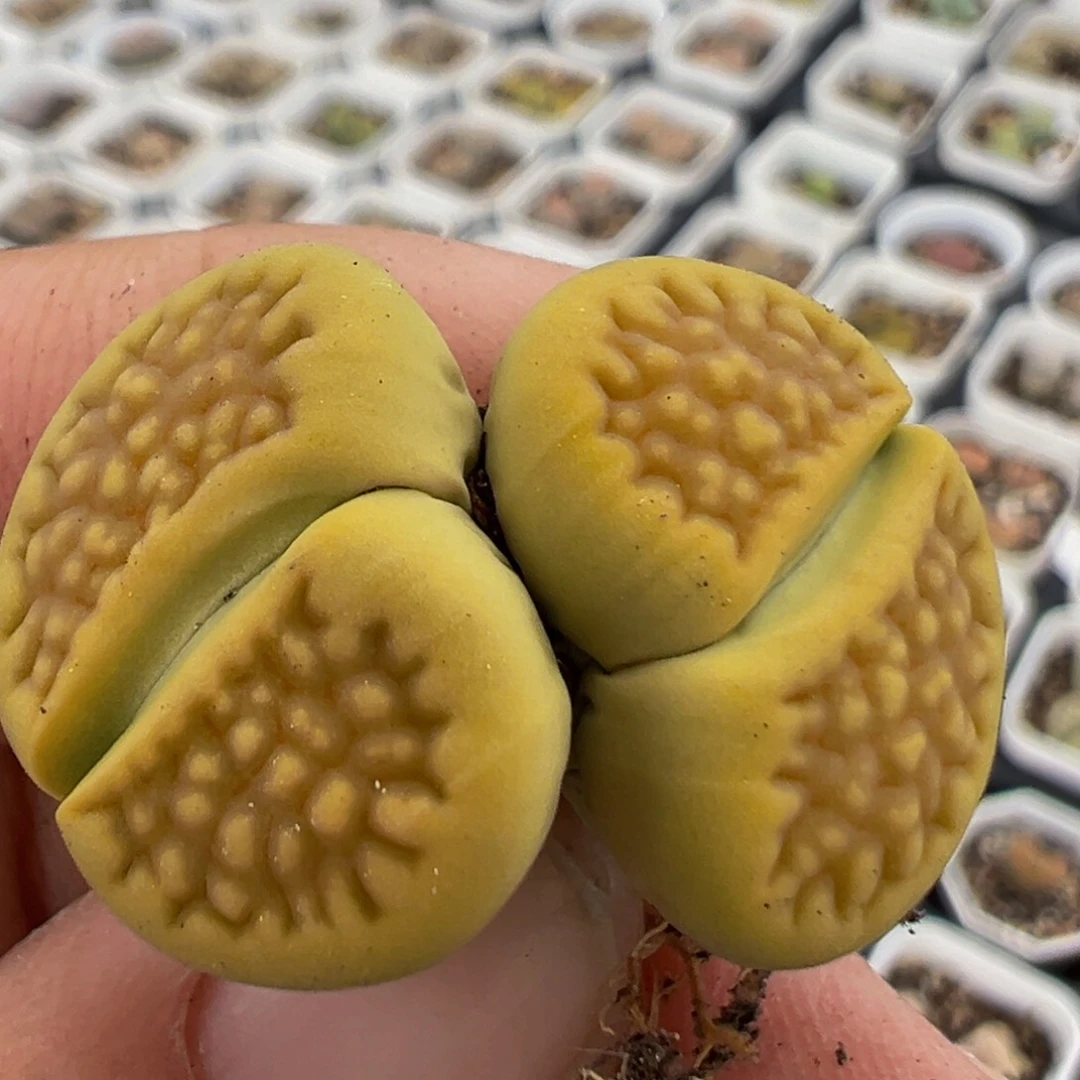 98多肉植物百科植物