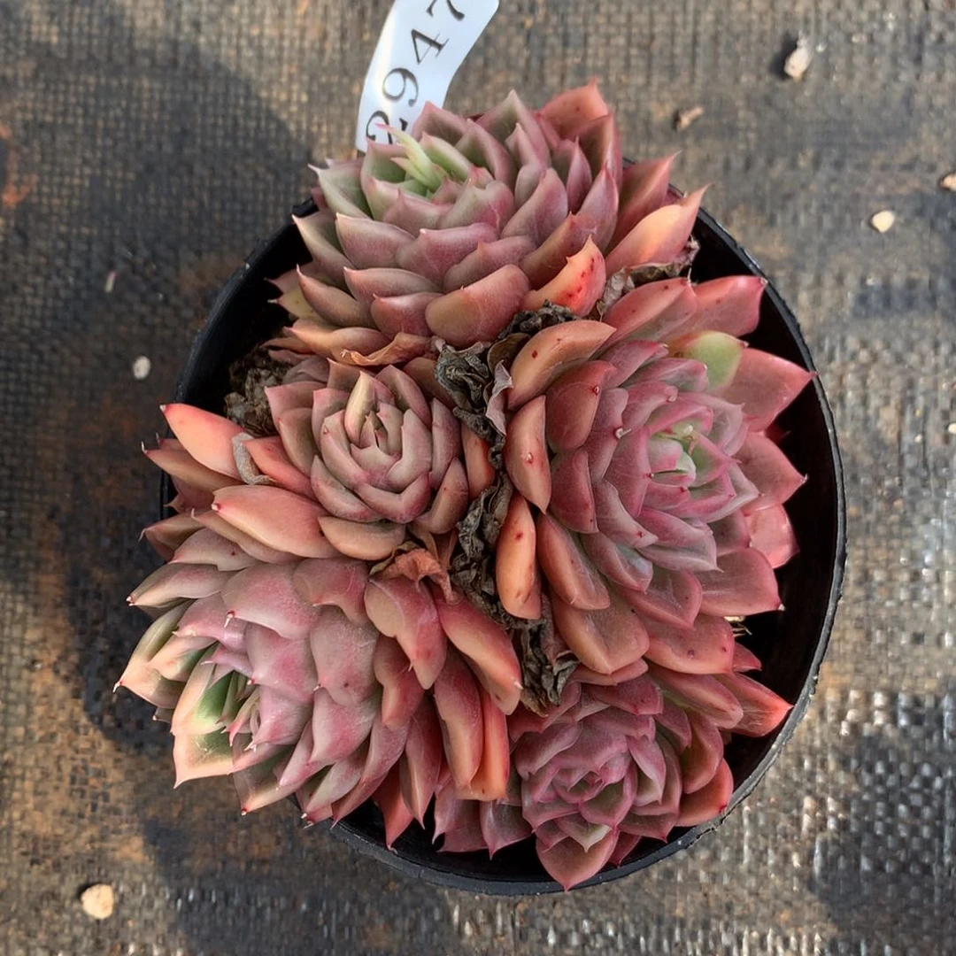 2947 杂交精品基地12厘米