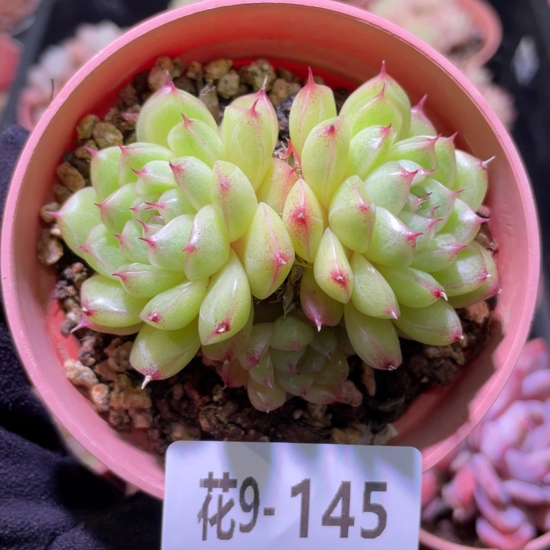 花利美9-145麦秆双头