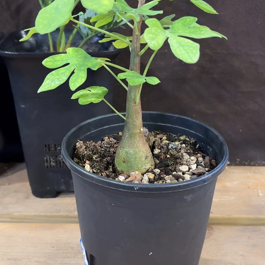 汤圆植物幻蝶蔓原价188