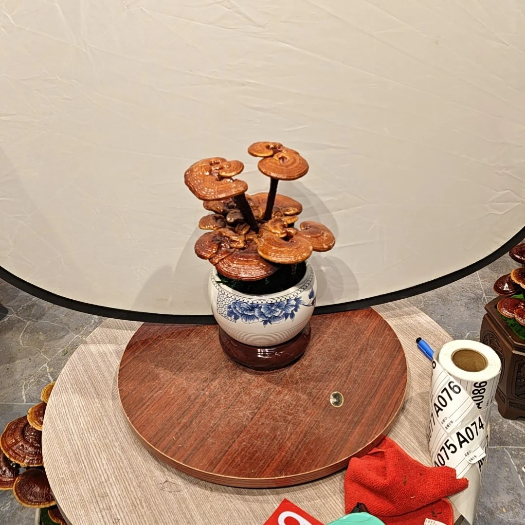 苿*姐灵芝盆景高端大气上档次