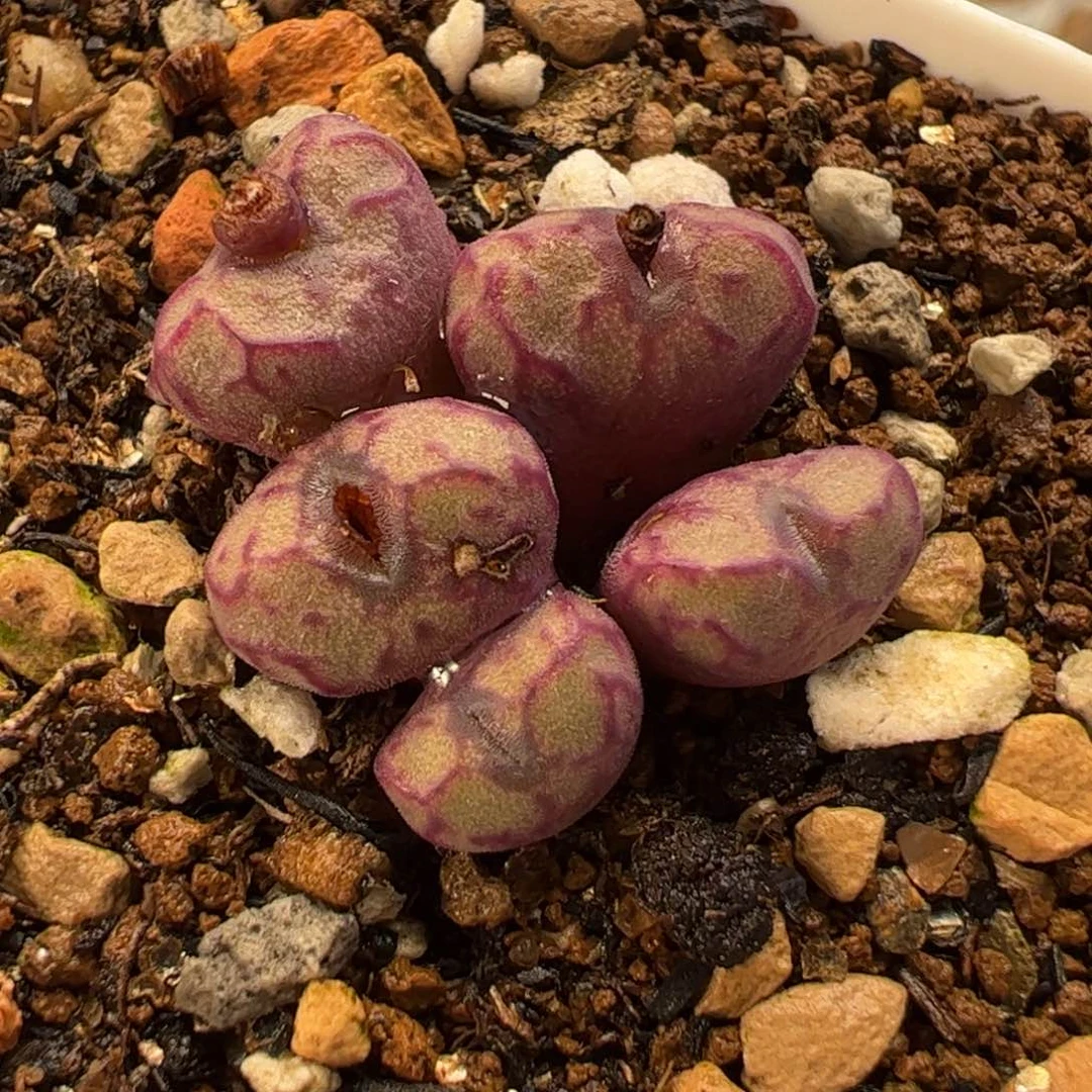 123多肉植物百科